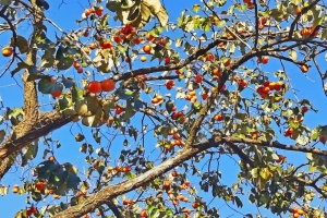 【韶關2日（rì）】秋（qiū）攝紅葉 新豐紅葉世界.東華寺.湖心（xīn）壩.住翁源龍泰酒店 2 天